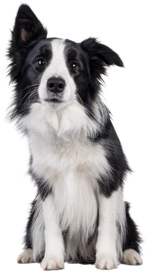 Jonti's K9 Companions: What Our Clients Say