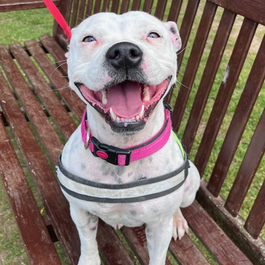 Behaviour Modification Package