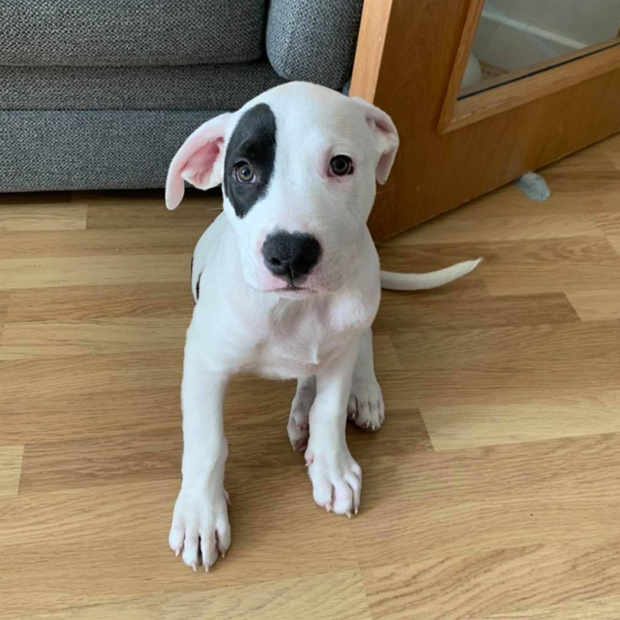 1-2-1 Puppy Training