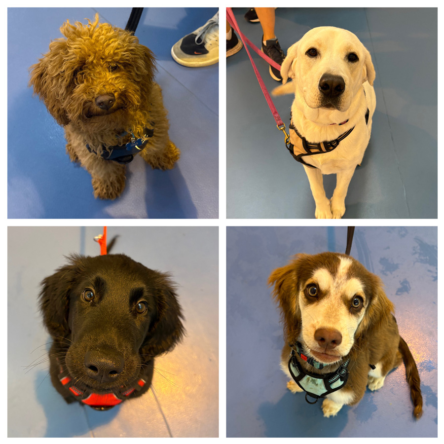 6-Week Puppy Foundation Course