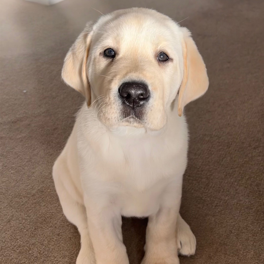 1-2-1 Puppy Training