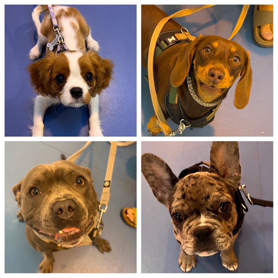 6-Week Puppy Foundation Course